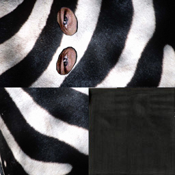 zebra.jpg